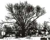 Southern Red Oak at South Fifth and Seminary Streets 1958